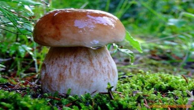 Четверо маленьких украинцев отравились грибами под Николаевом
