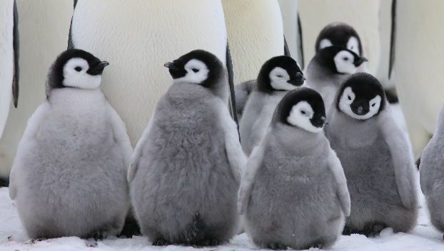В Новой Зеландии у пингвинов будет специальный туннель 