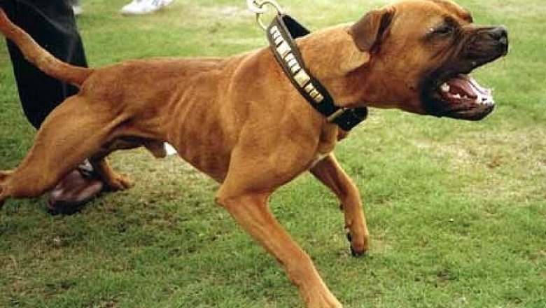 Мариупольцы требуют усилить контроль за выгулом собак на территории школ, садиков и больниц