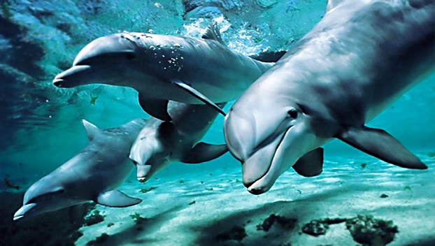 В Черном море массово гибнут дельфины 