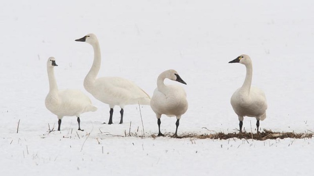 В Донецкой области можно увидеть тундровых лебедей 