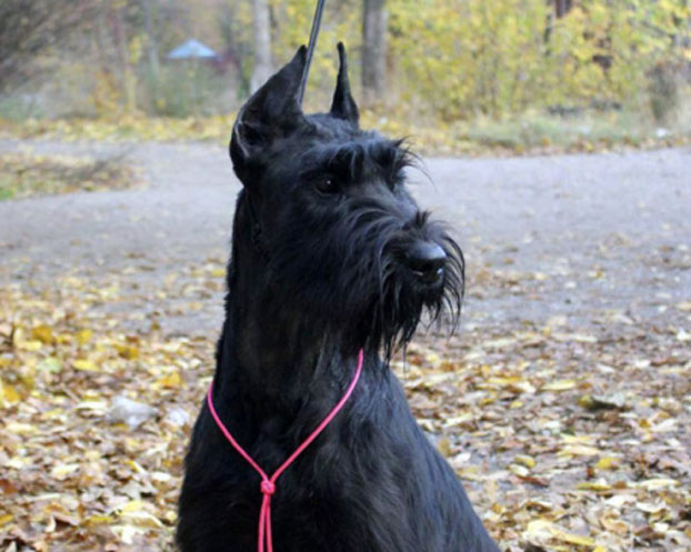 Ризеншнауцер Кейси из Донецкой области – лучшая собака-поисковик в Украине