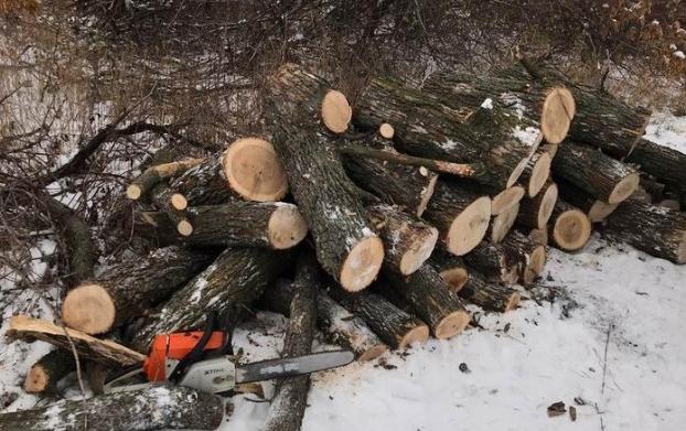 За выходные в Славянске дважды задержаны краматорчане, незаконно рубившие лес 