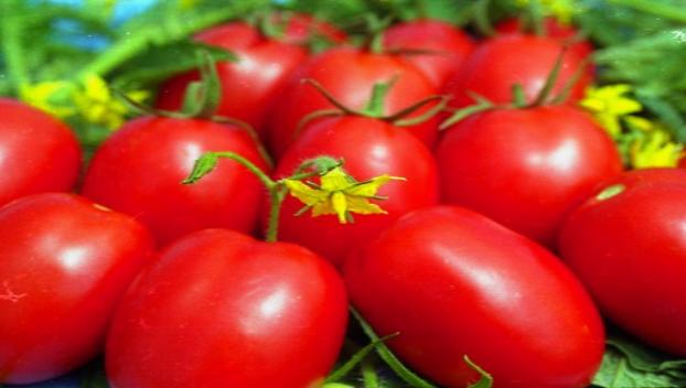 Как простыми способами повысить урожайность томатов