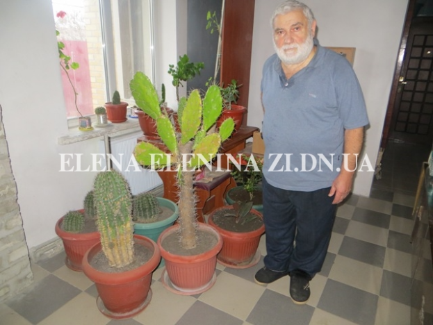 В коллекции цветовода из Покровска растут пятидесятилетние кактусы