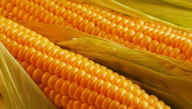 Китай будет приобретать  украинскую кукурузу