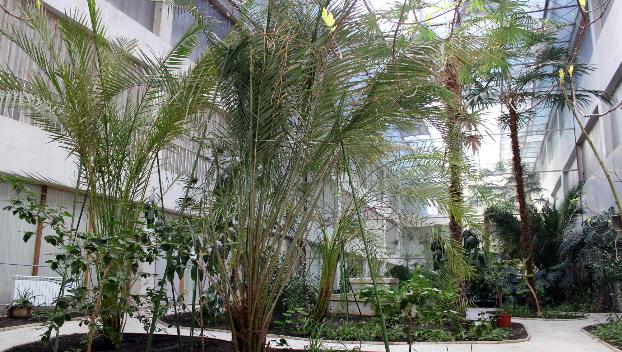 Райский уголок в прифронтовом Торецке: как в холодном ДК выживают экзотические растения