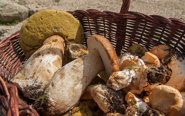 В Луганской области 8 человек отравились грибами
