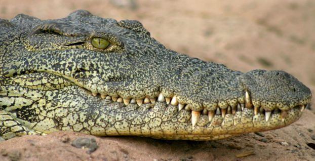 Индонезийцы отомстили за смерть товарища убийством почти 300 крокодилов