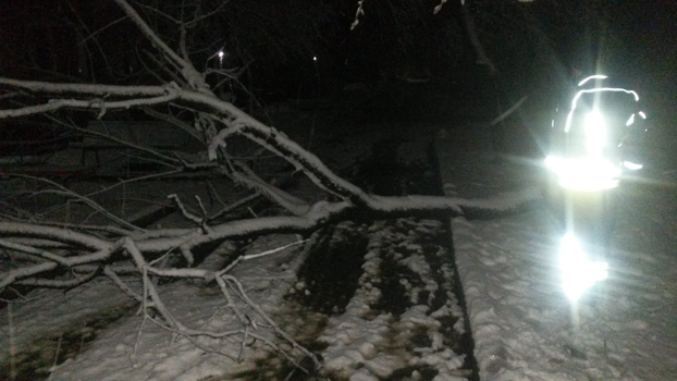 Погода разбушевалась: В Бахмуте упало дерево, заблокировав подъезд жилого дома