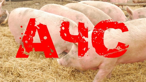 Фермер из Добропольского района предстанет перед судом за гибель свиней от африканской чумы