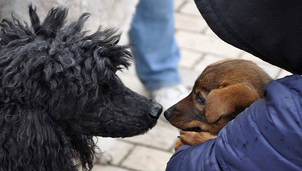Мариупольцы могут посетить марш за права животных 