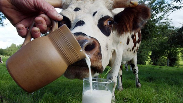 Карту качественного молока разработали в Украине