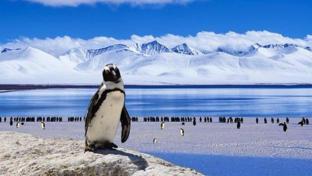 Ученые случайно наткнулись на 1,5-миллионную колонию пингвинов