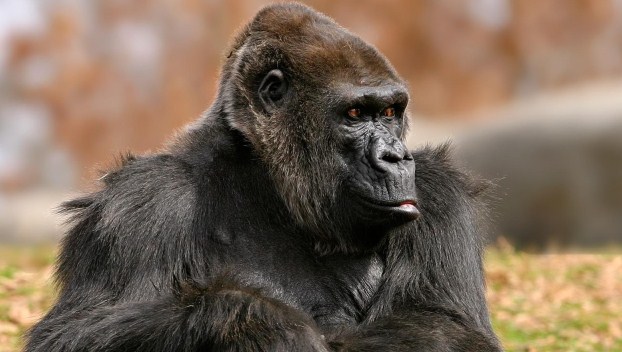 Приматам на Земле угрожает вымирание 