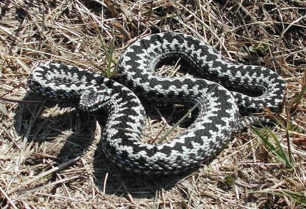 Во Львовской области ядовитые змеи покусали людей: есть пострадавшие