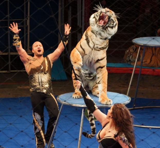 На выступлении цирка Багдасаровых после прыжка через огненное кольцо у тигра случился приступ