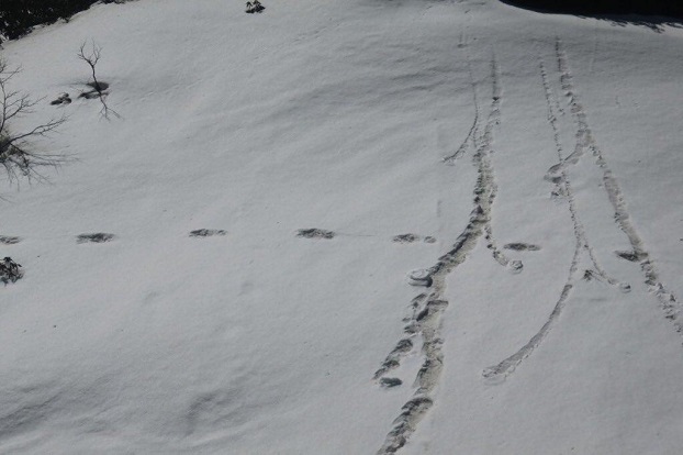 Военнослужащие Индии обнаружили следы снежного человека