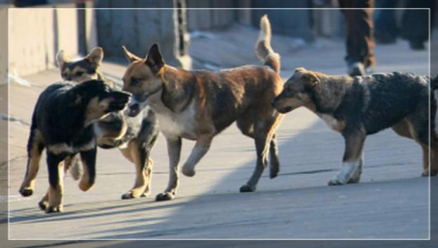 Константиновские бродячие собаки поедут в Харьков