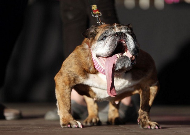В США, на ежегодном конкурсе, была выбрана самая уродливая собака в мире