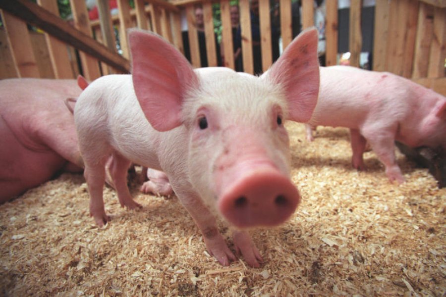 Жители Краматорска остались без свинины еще на месяц