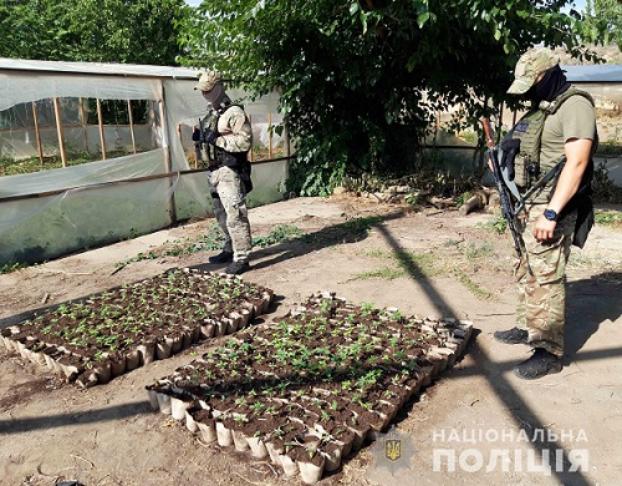 В Одесской области нашли более четырех тонн конопли
