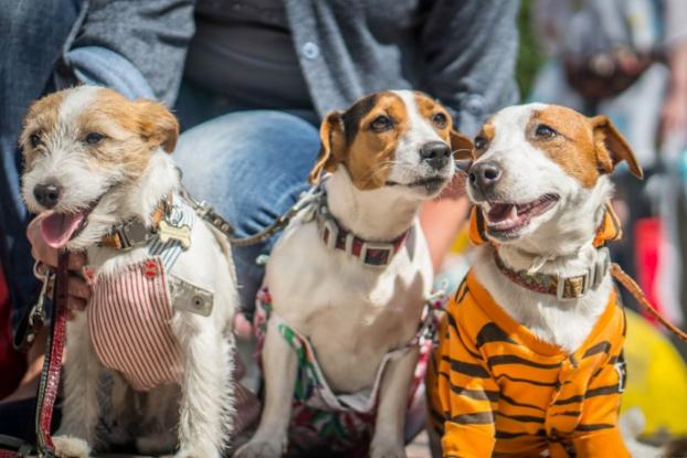 На День города в Краматорске состоится благотворительный парад собак 