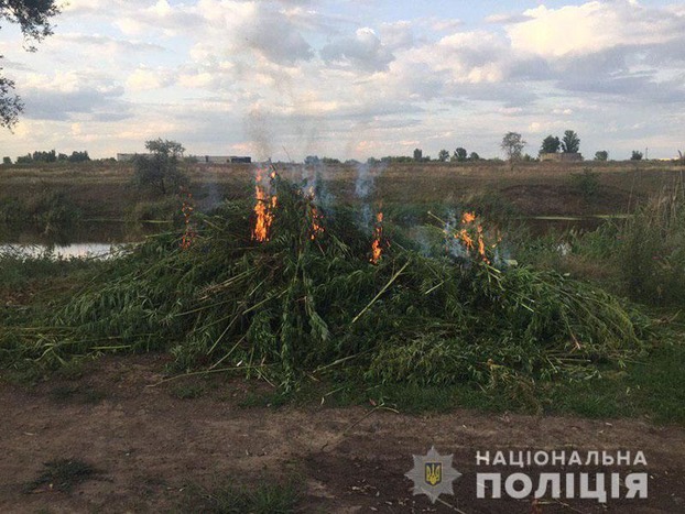 В Славянске уничтожили более 7 тысяч кустов конопли