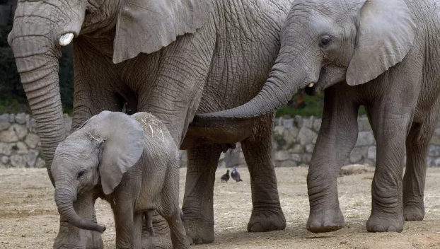 В Китае водитель экскаватора спас трех слонов