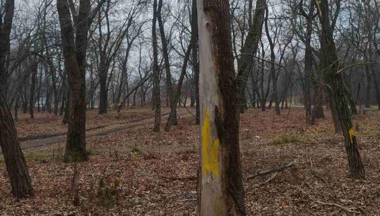 В Славянске срубят более сотни аварийных деревьев
