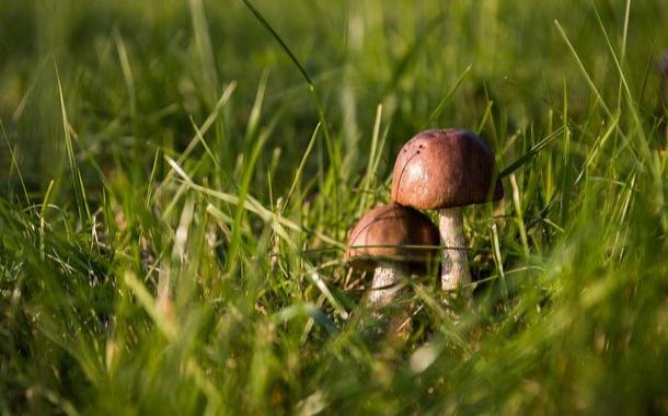 В Минздраве назвали количество украинцев, которые умерли от отравления грибами