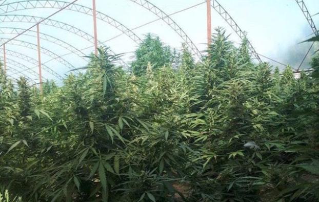 В Одесской области семья вырастила полтысячи кустов марихуаны