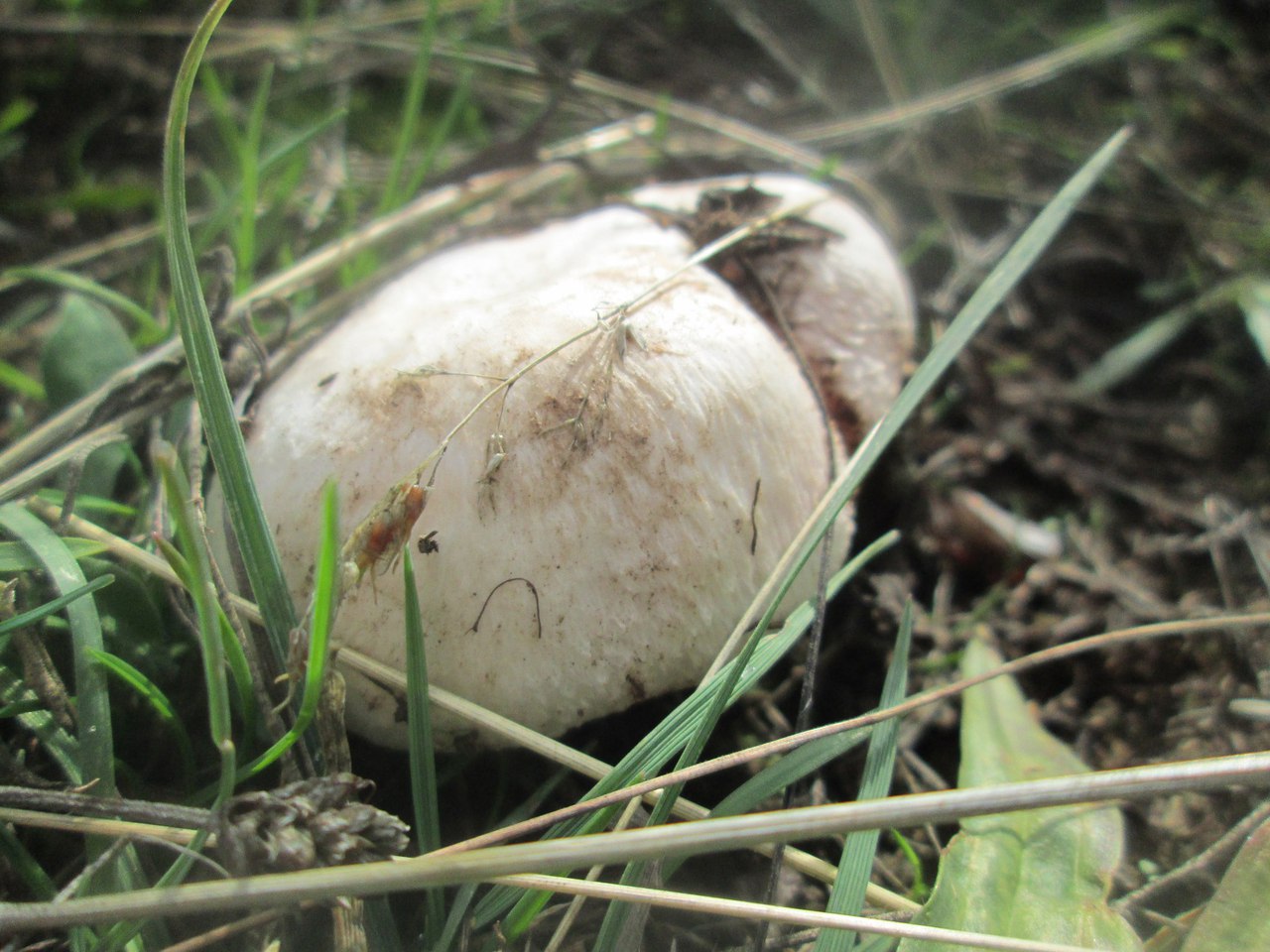 маленький гриб в траве