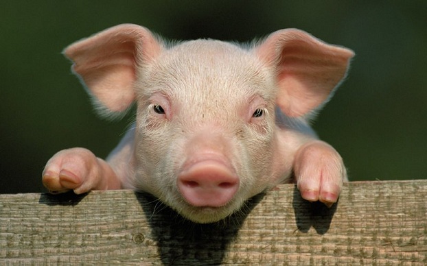 Новая вспышка африканской чумы свиней в Донецкой области