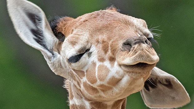За рождением маленького жирафа следило пол-Интернета