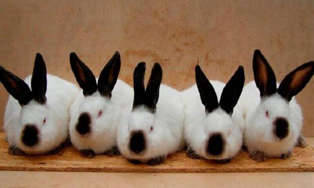 Переселенка запустит в громаде бизнес по выращиванию кроликов