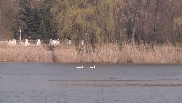 На озера Славянского курорта прилетели лебеди для гнездовья