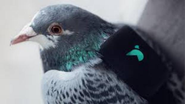 Подключенные к интернету голуби будут следить за чистотой лондонского воздуха
