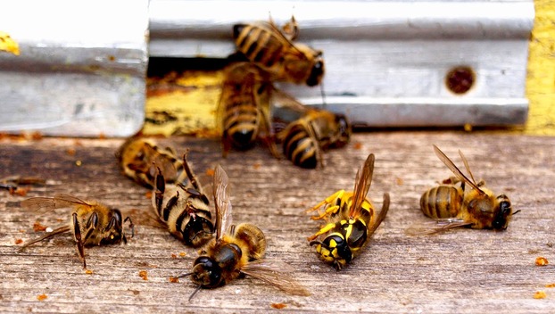 В Волновахском районе массово гибнут пчелы