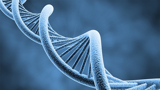 Мужская хромосома вымирает: Ученые сделали прогноз