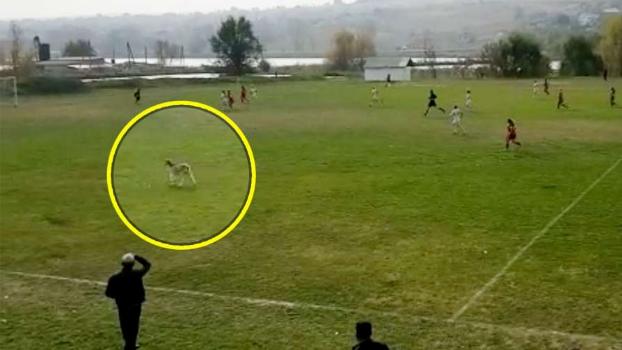 На футбольное поле помимо игроков выбегают модели, болельщики и… козы