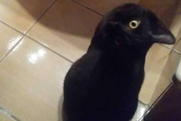Пользователи сети не смогли отличить кота от ворона на картинке