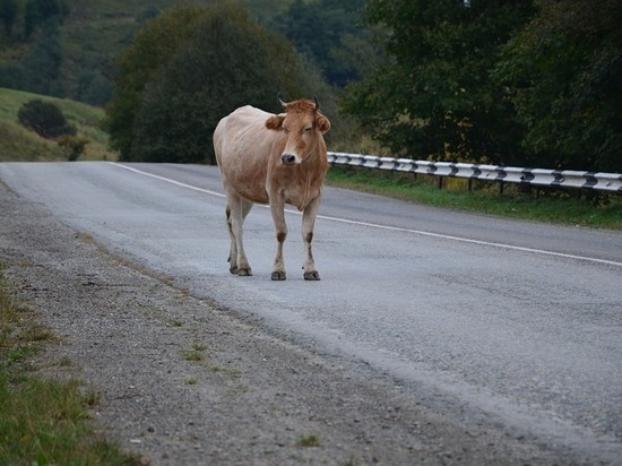 Курьезное ДТП в Славянском районе: водитель наехал на корову