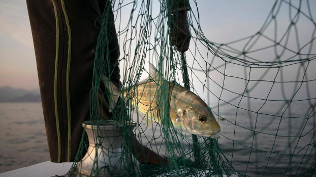 В Персидском заливе уничтожено 85% основных видов рыб