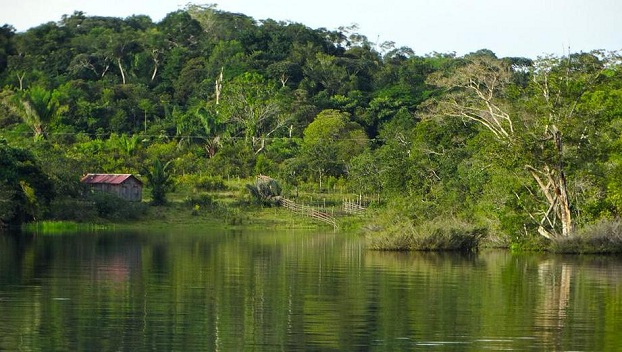 Ученые рассказали об экологической катастрофе амазонских лесов 