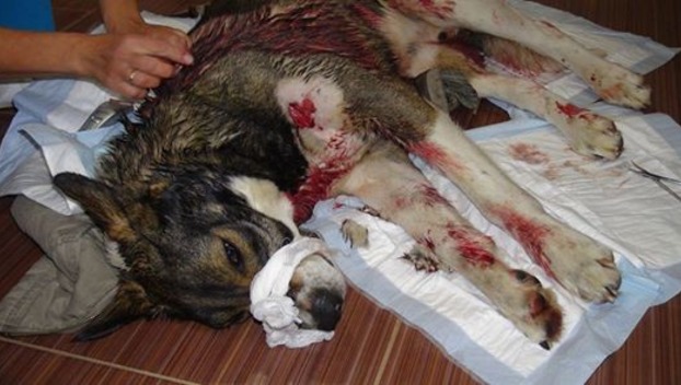 В Покровске авто-леди сбила собаку и отказывается ее лечить