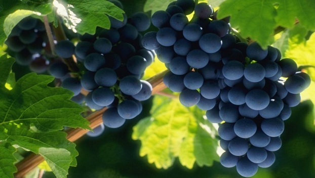 Грузия будет культивировать на Марсе виноградную лозу 