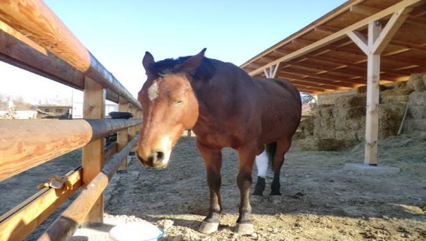 Эксперт: в Украине треть сельских домохозяйств обрабатывают землю лошадьми