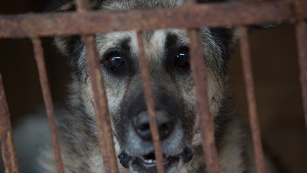В Украине ужесточили наказание за издевательство над животными