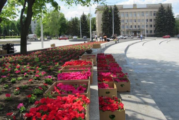 На площади Мира в Краматорске высаживают петунии